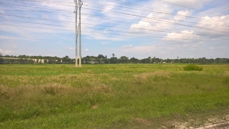 Pasture grass fields